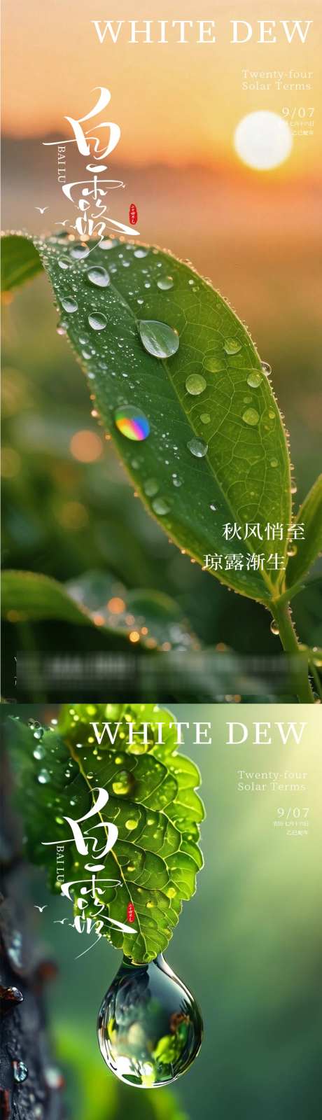 白露节气海报_源文件下载_PSD格式_1080X4676像素-简约,高端,海报-作品编号:2025090215096773-志·设‛ۛ网