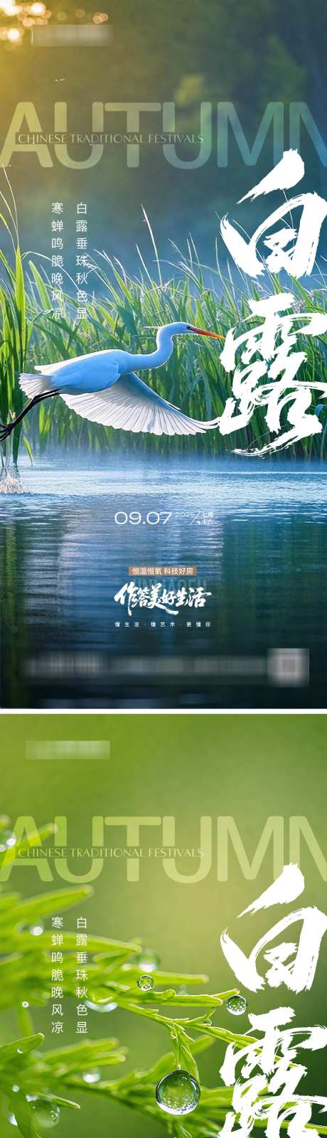 2025白露节日节气_源文件下载_AI格式_1125X4893像素-节气,白露,白鹭-作品编号:2025090217079262-志˰设˯网