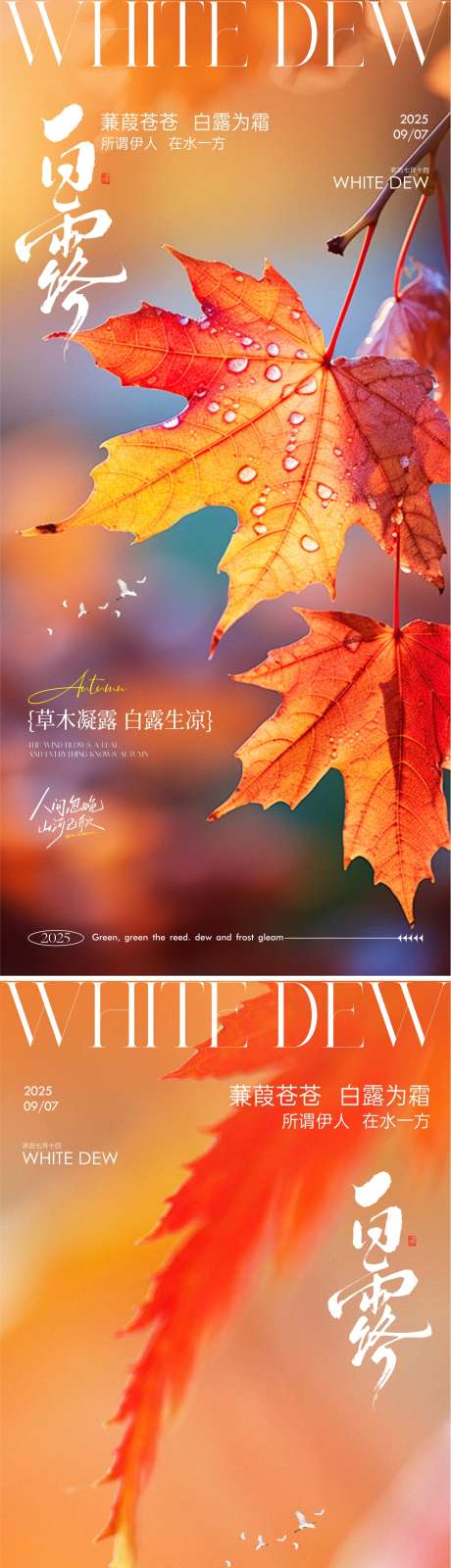 白露节气海报_源文件下载_CDR格式_1081X4693像素-风景,梧桐叶,露珠-作品编号:2025090213357141-志˱设ˇ网
