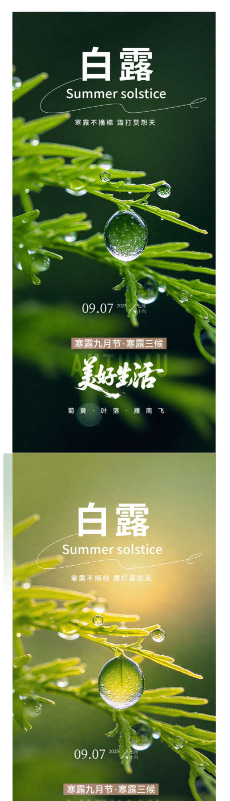 白露露珠节气海报_源文件下载_AI格式_1222X4828像素-节气,露珠,白露-作品编号:2025090716275587-志ˇ设·网