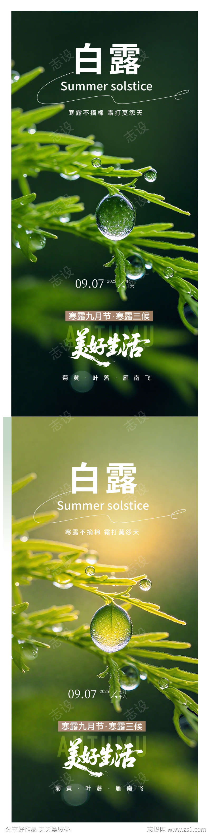白露露珠节气海报