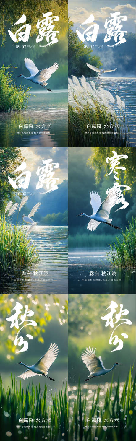 白露秋分寒露实景节气海报_源文件下载_AI格式_1081X3508像素-河边,芦苇荡,节气海报-作品编号:2025090716183595-志’设ˇ网