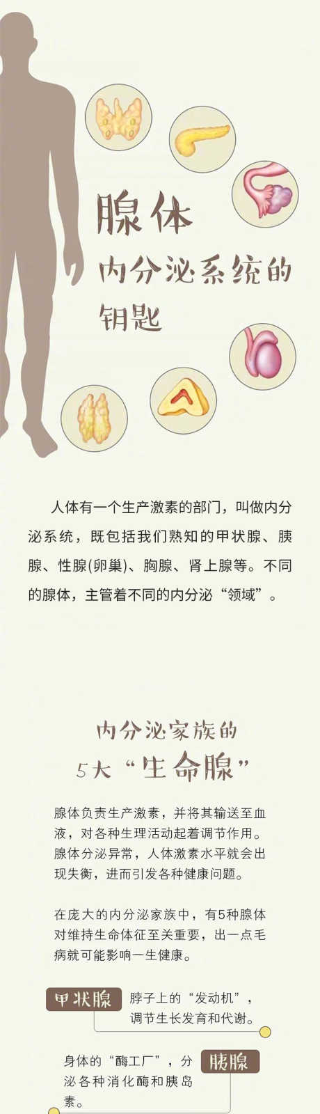 中医养生美容腺体介绍动推广公众号长图h5_源文件下载_PSD格式_922X13258像素-长图,公众号,介绍-作品编号:2025091214469393-志·设ˆ网