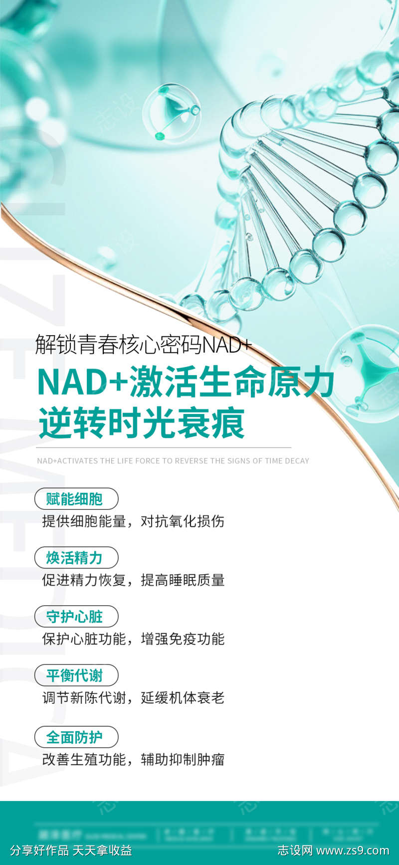 NAD激活生命原力科普