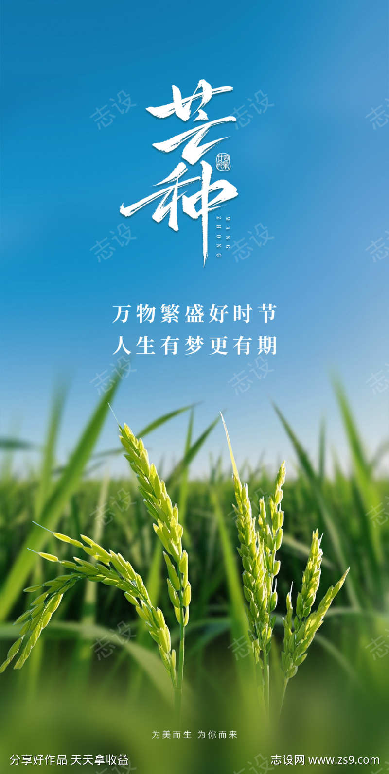 二十四芒种节气海报