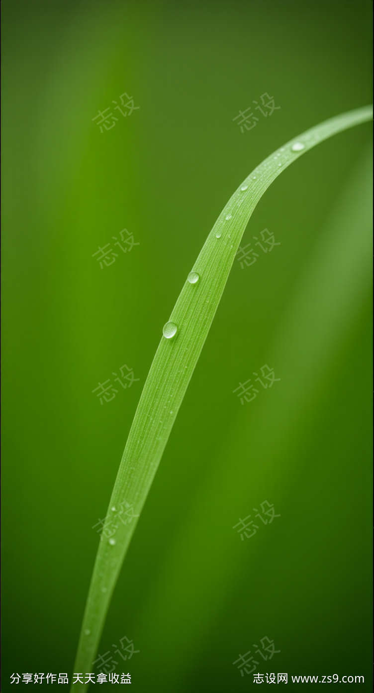 秋日寒露水滴特写