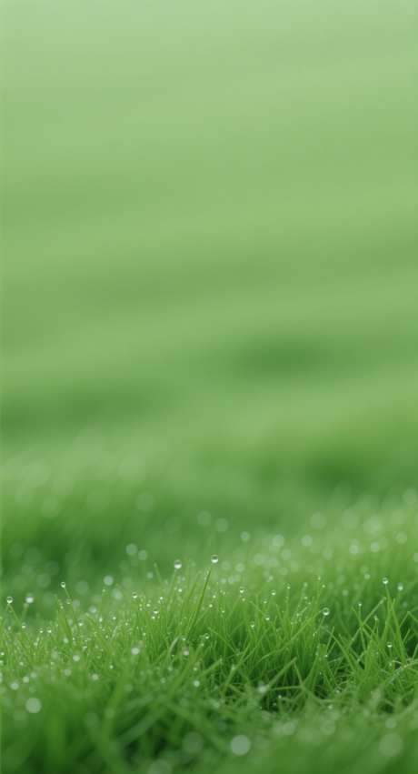 寒露草地背景_AI图片下载_采样_752X1392像素-简约,露珠,草地-作品编号:2025092517202368-志ˉ设ʹ֣֤֚֫֗ׄ网