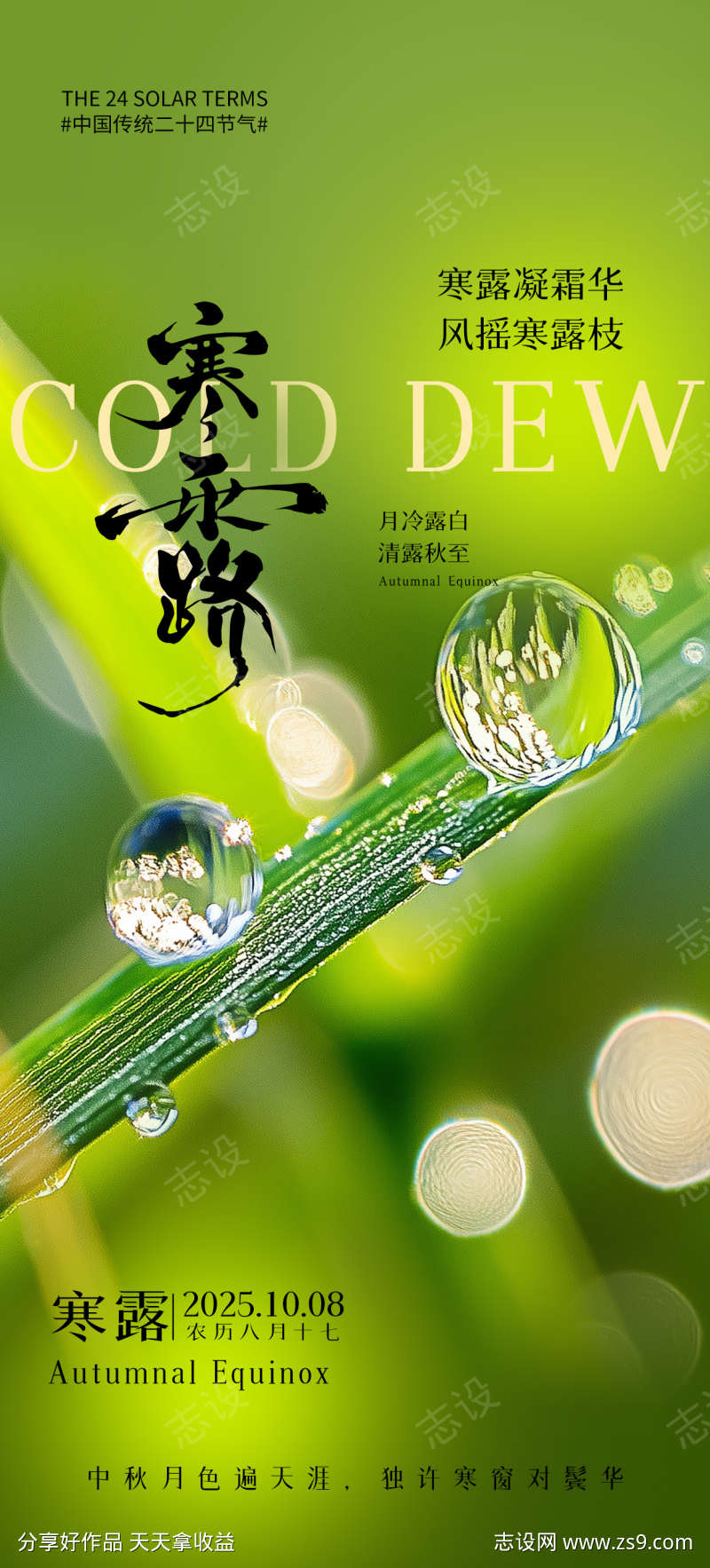 寒露海报露水