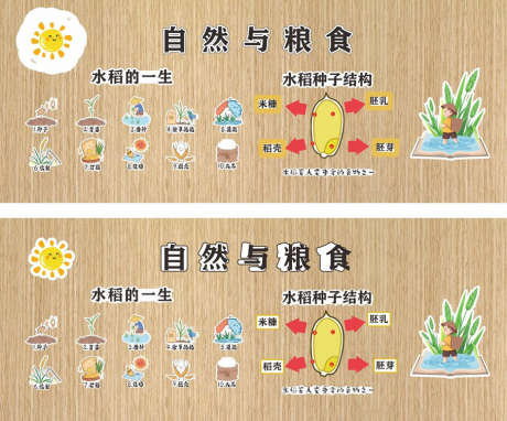 水稻科普展板_源文件下载_CDR格式_906X752像素-大米,粮食,自然-作品编号:2025122814222183-志ˈ̹设,网