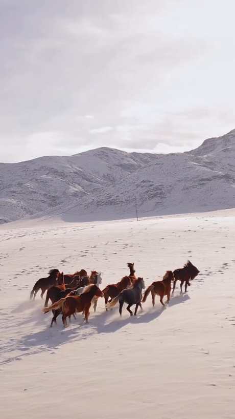 竖屏马群奔腾_视频素材下载_MP4格式_1080X1920像素-企业宣传,动物萌宠,农业生态-作品编号:2025100915041337-志ˉ设ˌ网