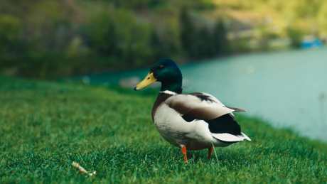 草地野鸭拍摄_视频素材下载_MP4格式_3840X2160像素-公益环保,企业宣传,动物萌宠-作品编号:2025101416061720-志˓设˯网