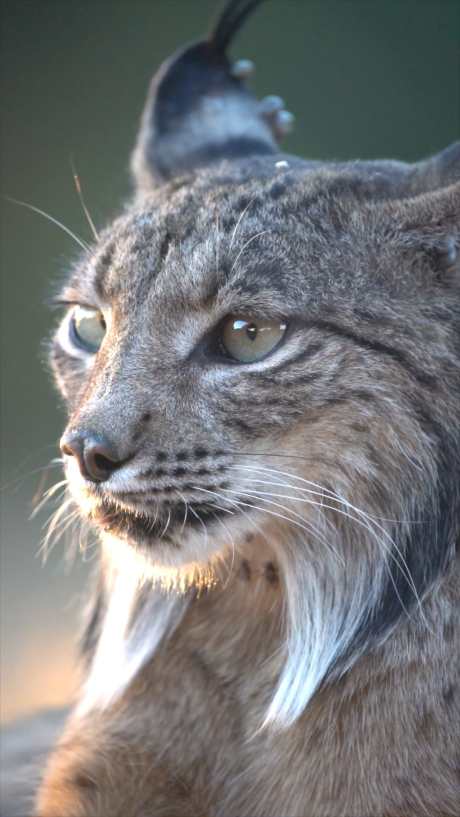 特写猞猁表情_视频素材下载_MP4格式_1080X1918像素-旅游出行,企业宣传,动物萌宠-作品编号:2025101513577223-志˘设ˆ网