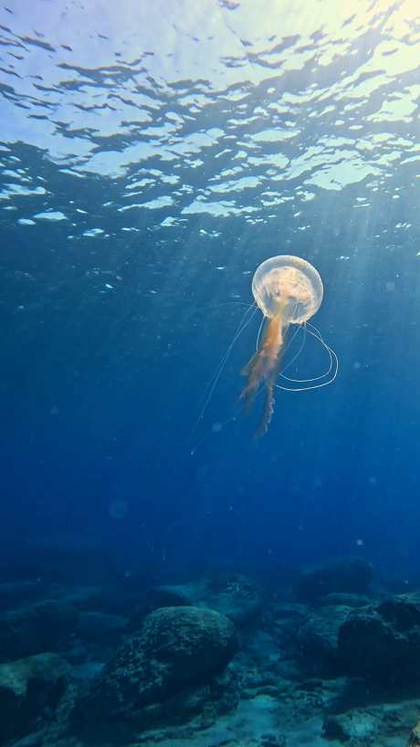 海里水母游动_视频素材下载_MP4格式_1440X2560像素-旅游出行,企业宣传,动物萌宠-作品编号:2025101514016180-志˓设˱网