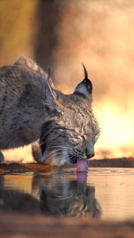 特写猞猁喝水_视频素材下载_MP4格式_1080X1918像素-旅游出行,企业宣传,动物萌宠-作品编号:2025101514045401-志‘设˱网