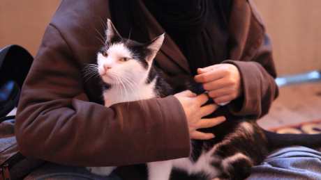 人抱着猫街头_视频素材下载_MP4格式_1920X1080像素-生活服务,企业宣传,动物萌宠-作品编号:2025101514079280-志˯设,网