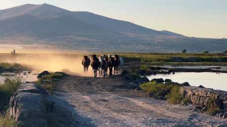 沙尘马群跑过来_视频素材下载_MP4格式_1920X1080像素-旅游出行,企业宣传,自然风光-作品编号:2025101514079109-志˲͓͕͔͐͑͗ٚٛٙ设‛ۛ网