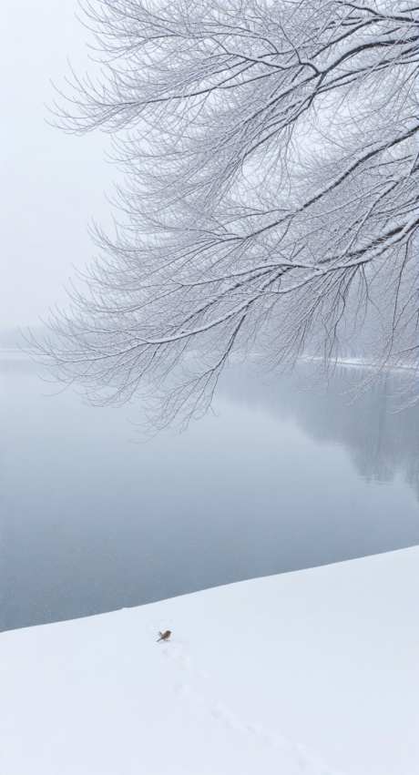 冬天雪景图_AI图片下载_采样_752X1392像素-雪树,湖边,雪景-作品编号:2025111416379937-志˰设˰网