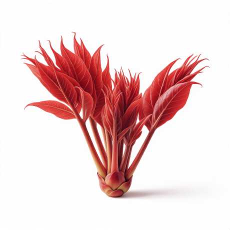 红色香椿芽_AI图片下载_euler采样_1024X1024像素-香椿,芽,红色-作品编号:2025112111373159-志ˉ设ˉ网