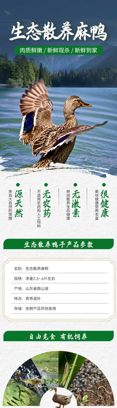 麻鸭详情页_源文件下载_PSD格式_790X9861像素-详情页,电商,土特产-作品编号:2025122214425723-志‘设ˉ网