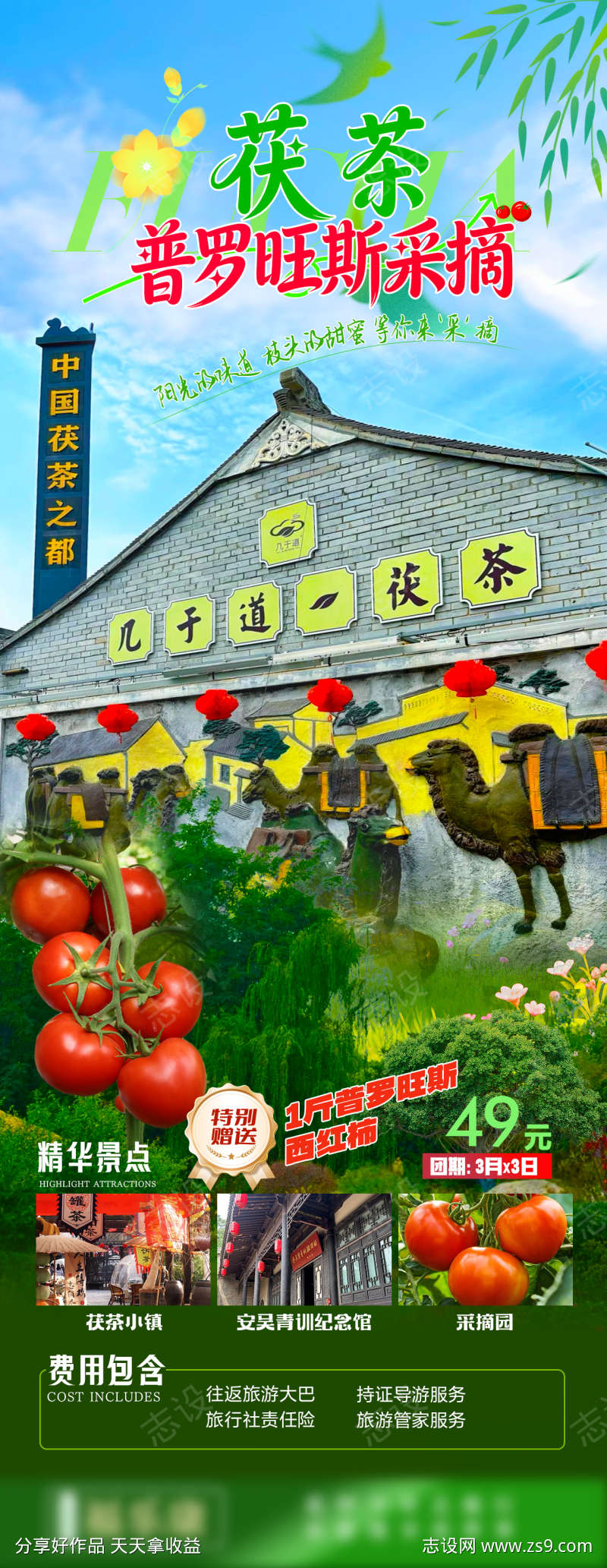 茯茶小镇普罗旺斯西红柿采摘