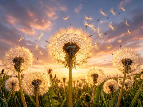 夕阳下的蒲公英