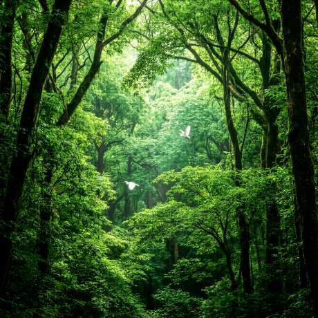 幽深树林里的白鹭