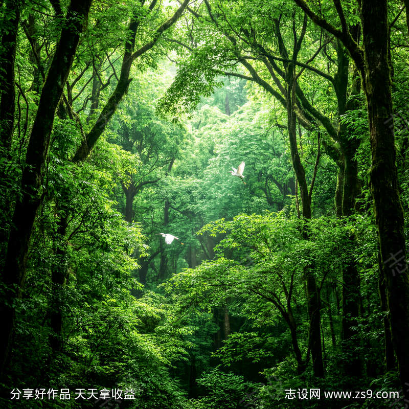 幽深树林里的白鹭