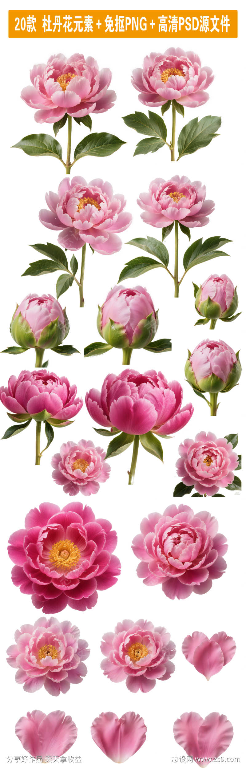 20款杜丹花系列抠PNG高清PSD源文件