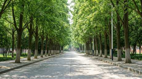 初夏校园林荫小路毕业季青春治愈风景
