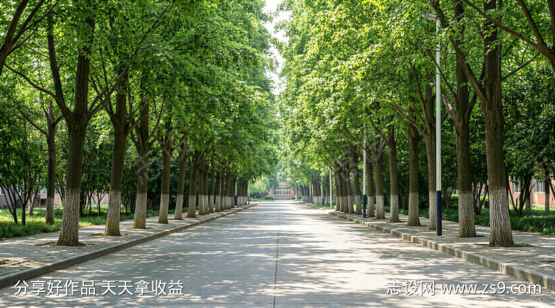 初夏校园林荫小路毕业季青春治愈风景