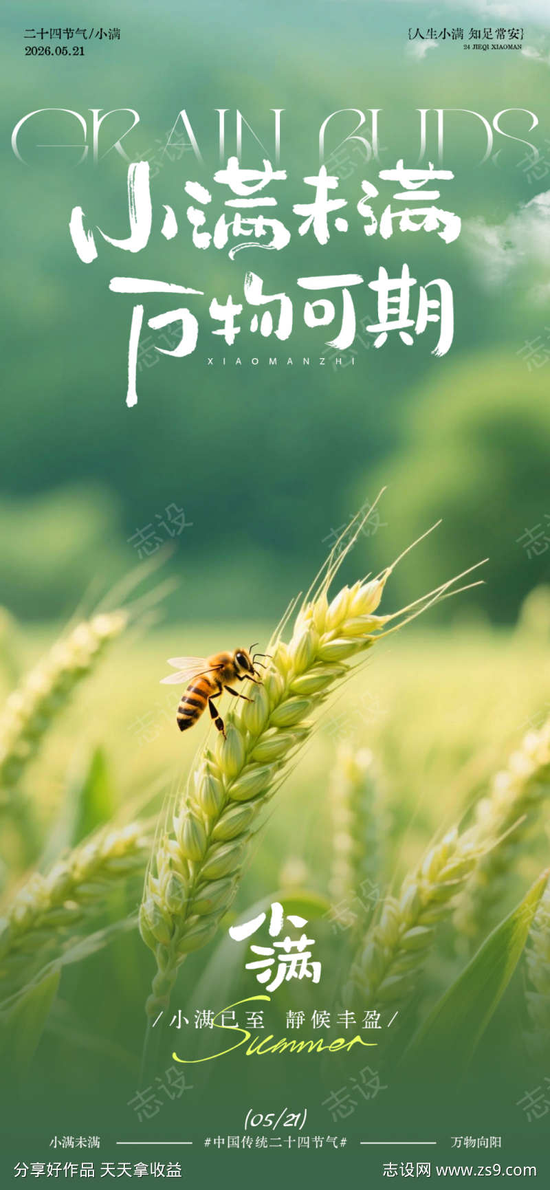 田园风小满节气海报