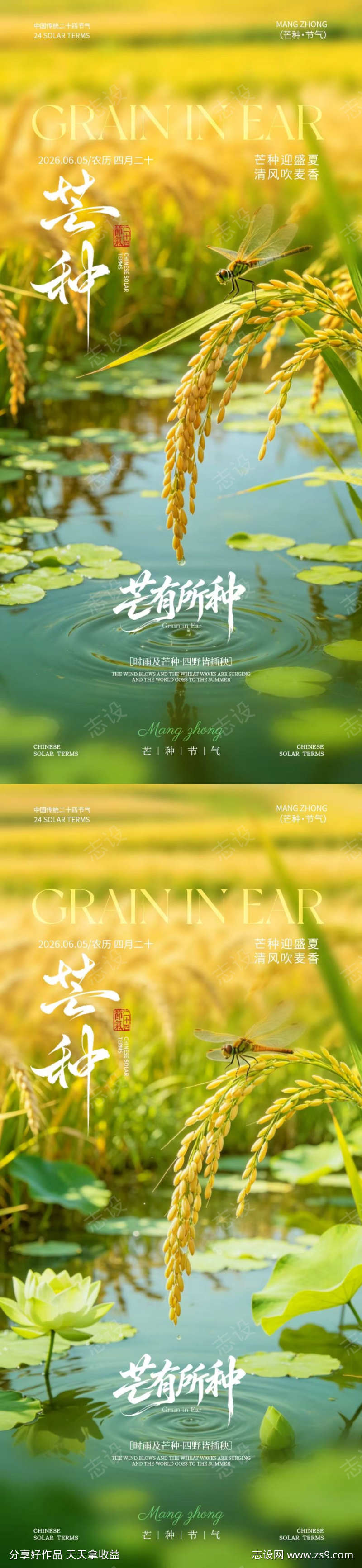 芒种节气简约海报