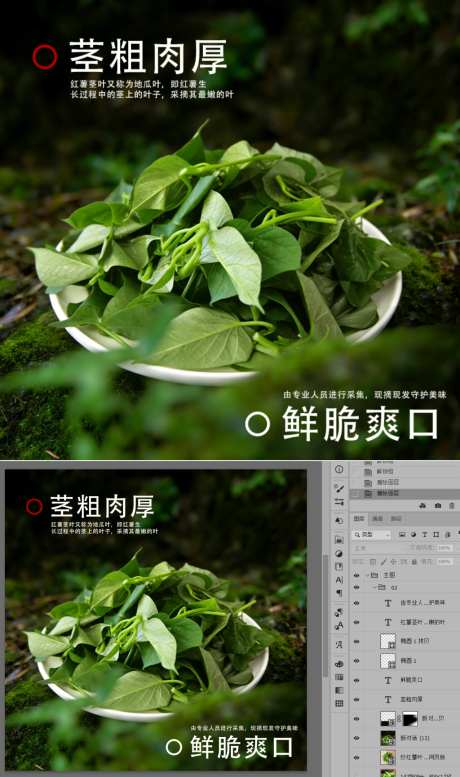 红薯茎叶嫩芽