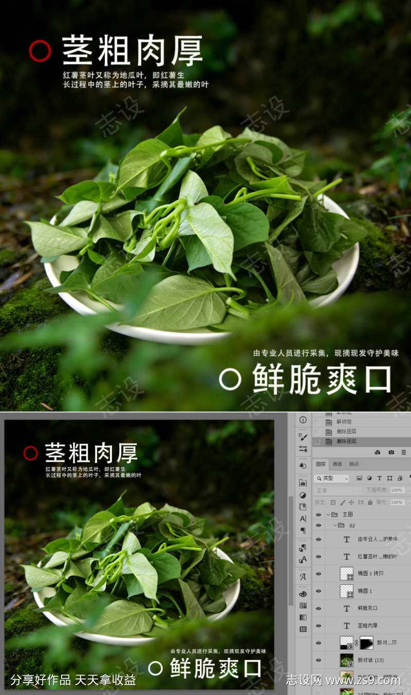 红薯茎叶嫩芽