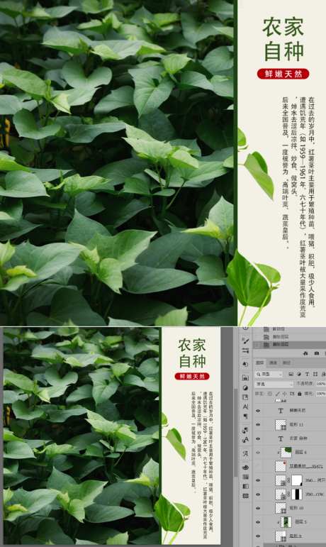 红薯茎红薯嫩叶红薯叶