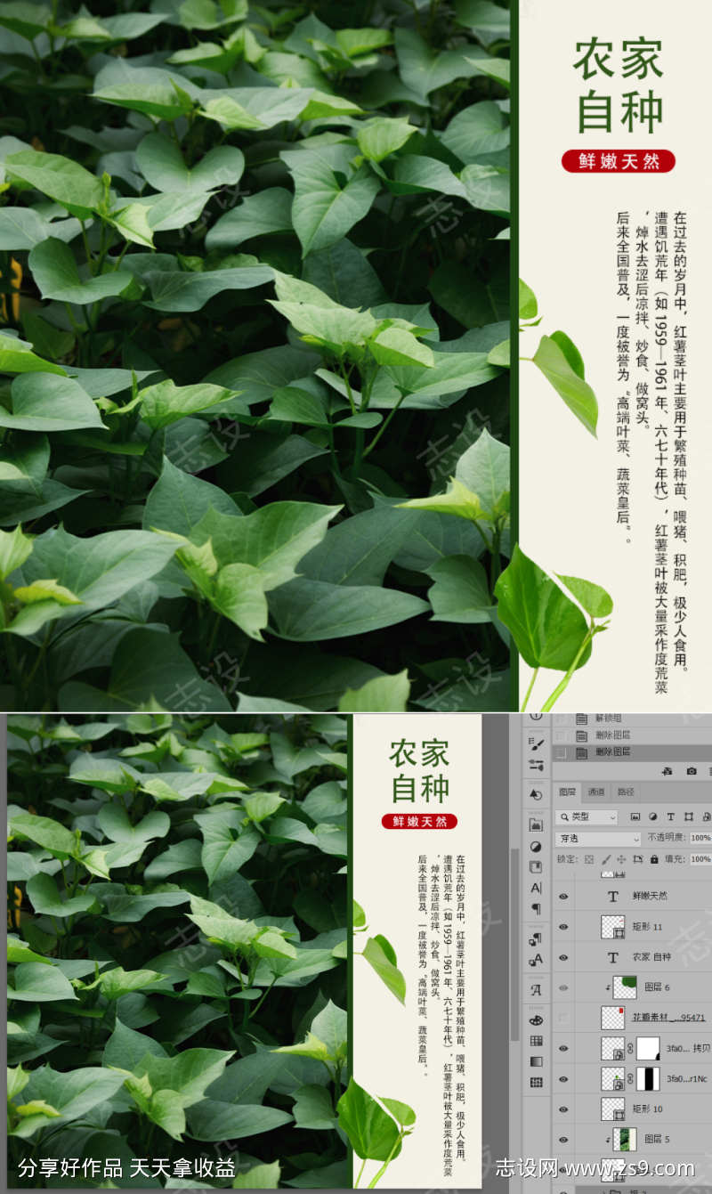 红薯茎红薯嫩叶红薯叶