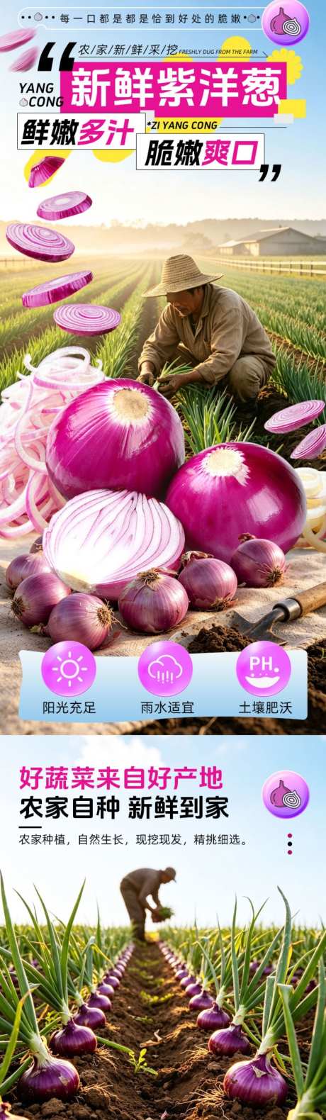 紫皮鲜洋葱_源文件下载_PSD格式_1014X3483像素-促销,生鲜,洋葱-作品编号:2026072917141306-志˓设͵网