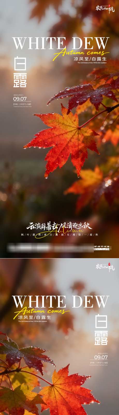 白露二十四节气实景宣传海报