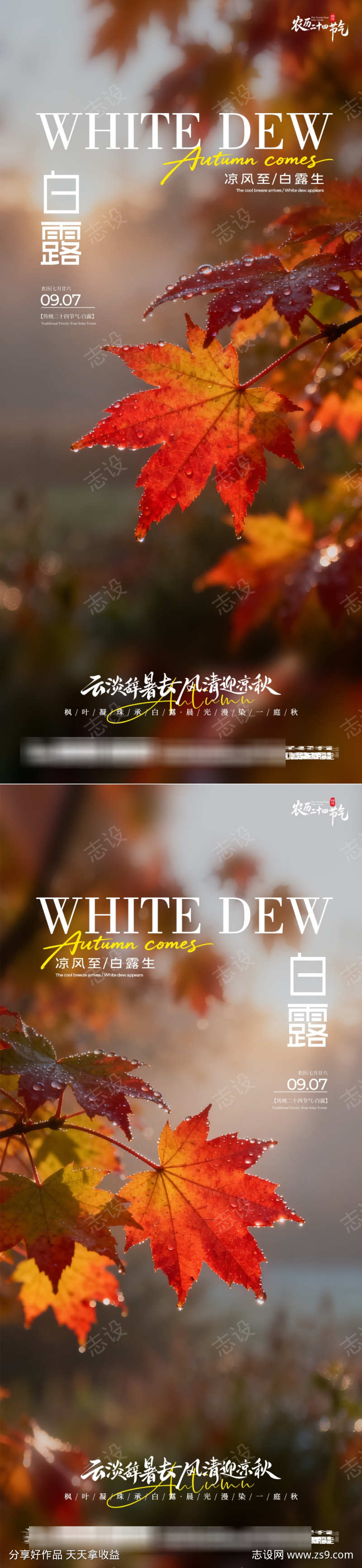 白露二十四节气实景宣传海报