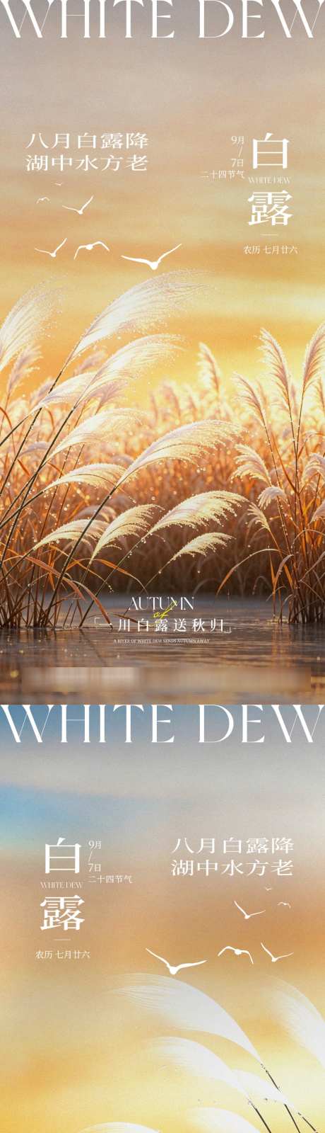 白露二十四节气简约扁平风创意宣传海报